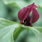 Bloody butcher or Prairie trillium