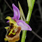 Drone Bee-orchid