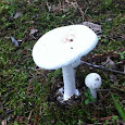 Poisonous Mushroom species