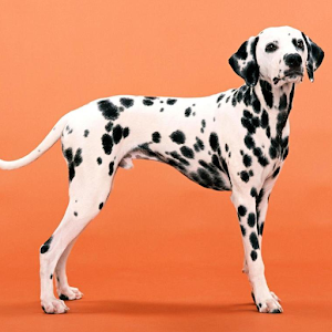 Dalmatian Jigsaw Puzzle.apk 1.0
