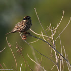 Red-winged Blackbird (Adult female)