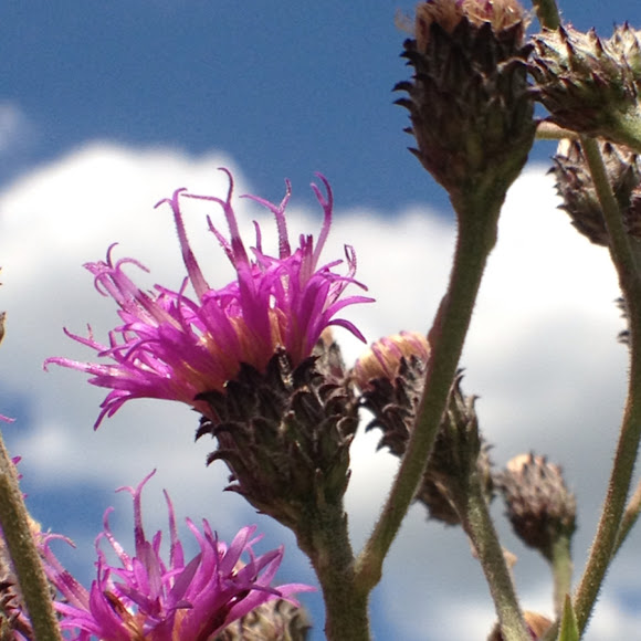 Ironweed Project Noah