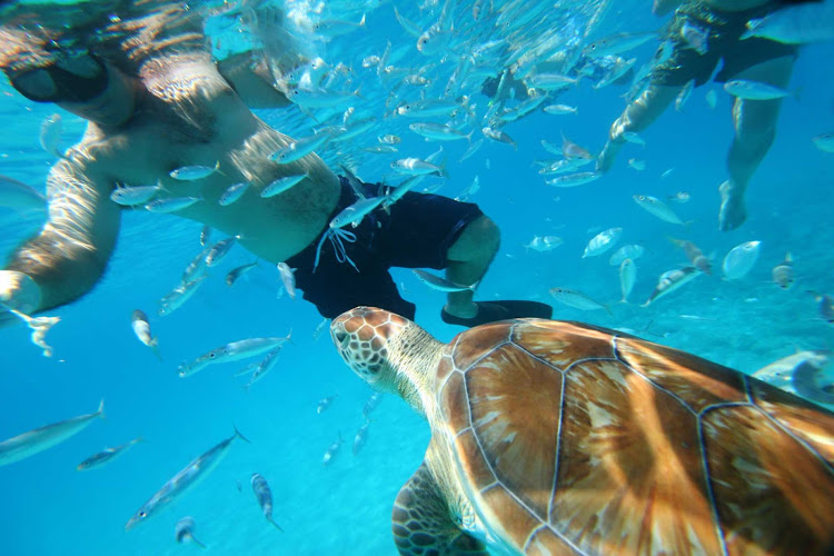 A sea turtle swims with snorkelers in Barbados.