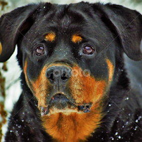 German Rottweiler  by Denise Johnson - Animals - Dogs Portraits