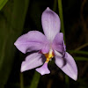 Ground Orchid