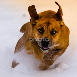 Speed Demon by Michael Last -  