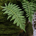 Licorice fern