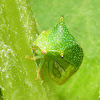 Buffalo Treehopper