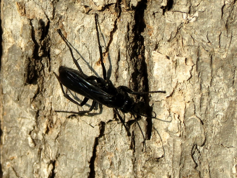 Great Black Wasp?