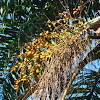 Queen Palm, Jerivá