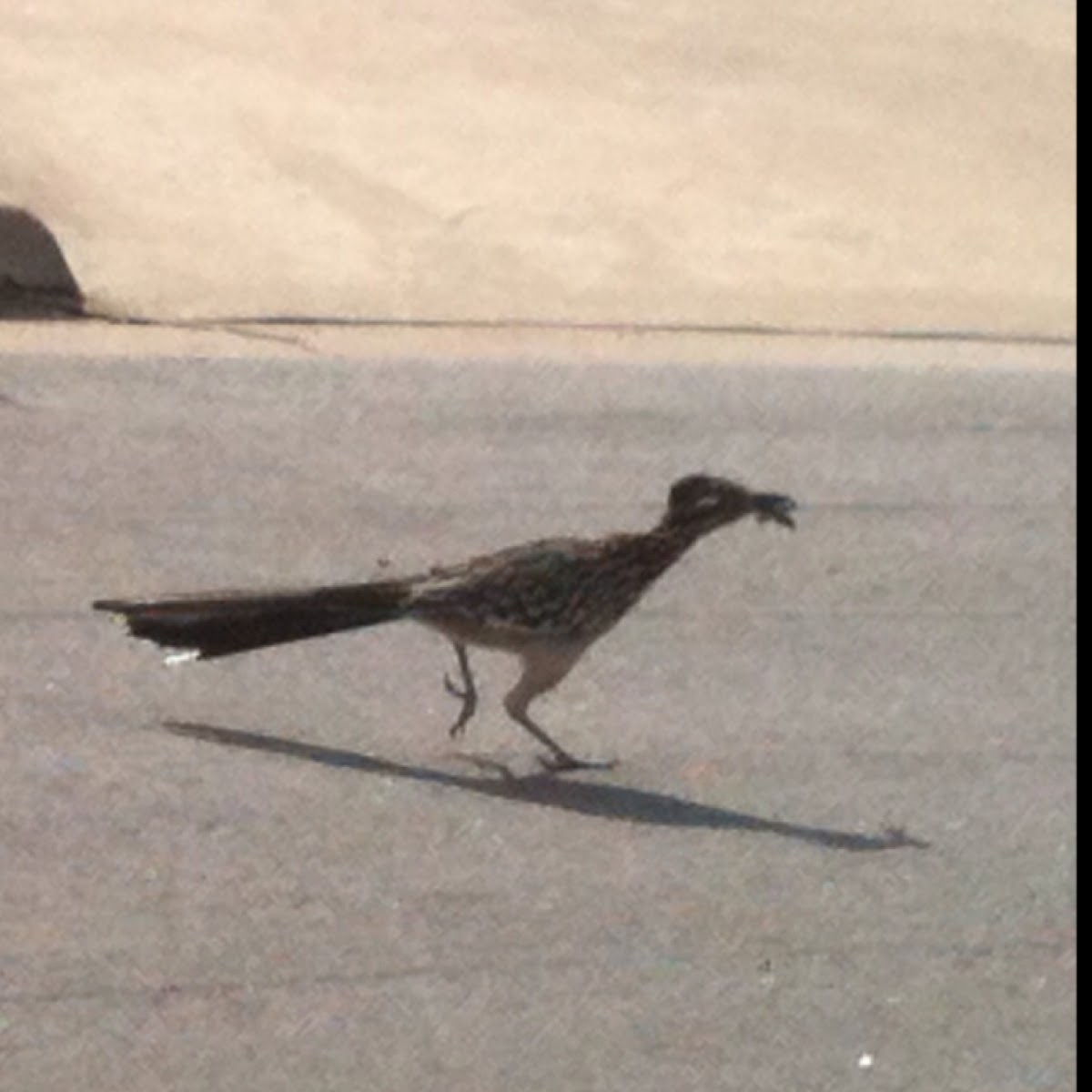 Roadrunner