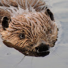 North American beaver