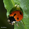 Ladybug laying eggs