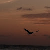 Brown Pelican