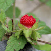 Mock strawberry, Gurbir, Indian strawberry or false strawberry