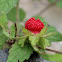 Mock strawberry, Gurbir, Indian strawberry or false strawberry