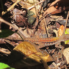 striped forest whiptail