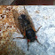 Red eyed brood 2 cicada