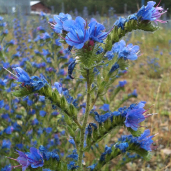 Blueweed | Project Noah Blueweed