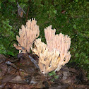 Pink Coral Mushroom