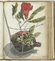 Pomegranate