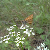 Southern Skipperling