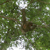 Three-toed Sloth