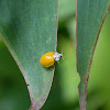 Yellow Ladybird