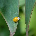 Yellow Ladybird