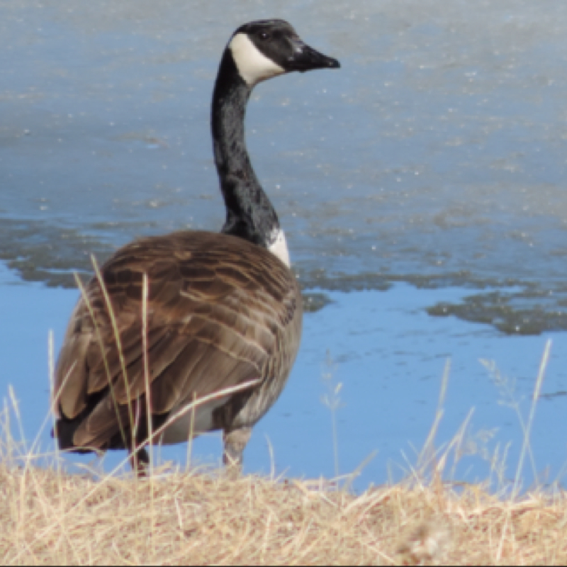 Canada Goose