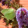 Common Brimstone butterfly