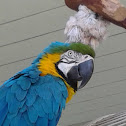 blue and yellow macaw