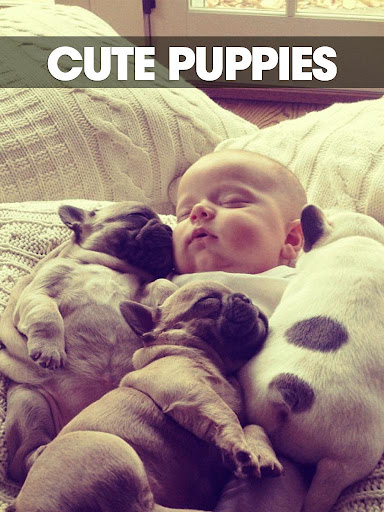 Puppies Pictures Wallpaper App