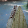 Carolina Grasshopper