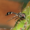 Four-spotted Aphid Fly