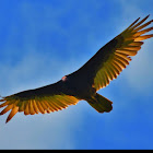 Turkey Vulture