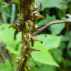 Thorn Bug / Bicho Espina