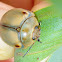 White Acacia Leaf Beetle