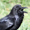 Common Raven