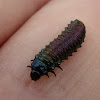 Flea Beetle Larva