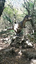 Tirannosaurus