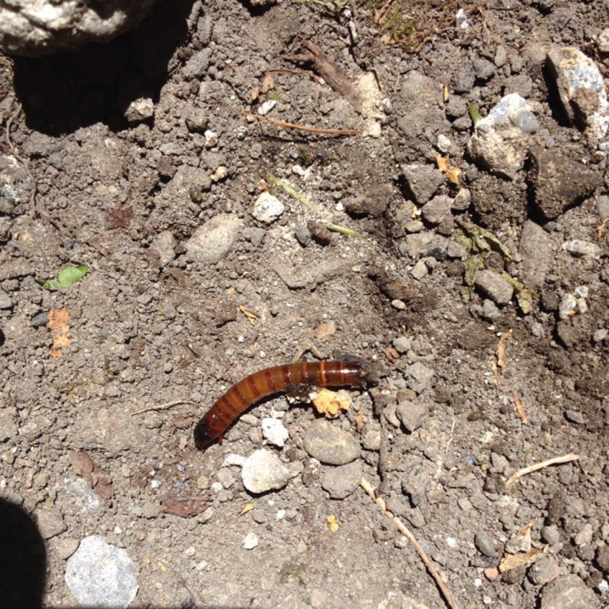 Darkling beetle (larva)