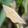 Chickweed Geometer(male)
