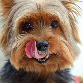 by Tupu Kuismin - Animals - Dogs Portraits