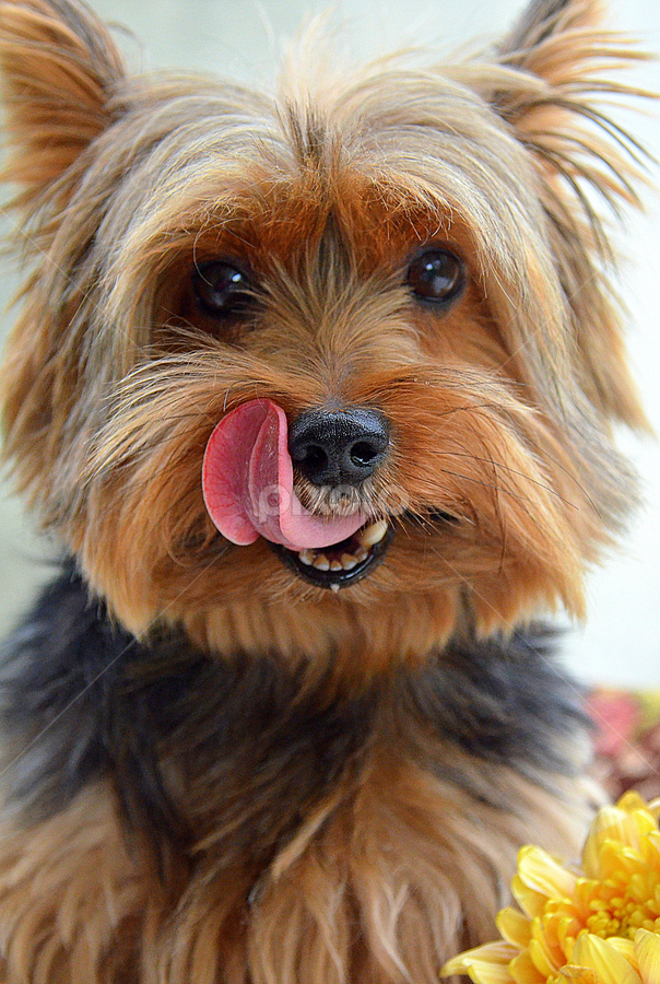 by Tupu Kuismin - Animals - Dogs Portraits