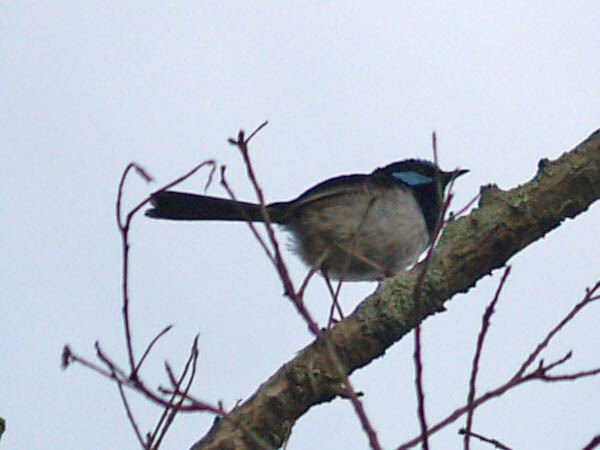 Superb Fairy-Wren