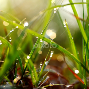 dew on grass by 思远 郭 - Nature Up Close Leaves & Grasses