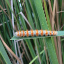 Cattail Caterpillar Moth