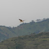 elanio azul - elanio de alas negras -  black-winged kite
