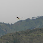 elanio azul - elanio de alas negras -  black-winged kite